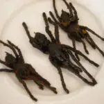 David George Gordon, ‘The Bug Chef,’ Dies at 76