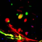 Nobel in Medicine Honors Brain Cell Switch Researchers