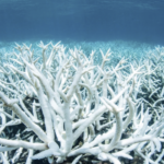 Bleached Coral Healed Fast After Touching Healthy Coral