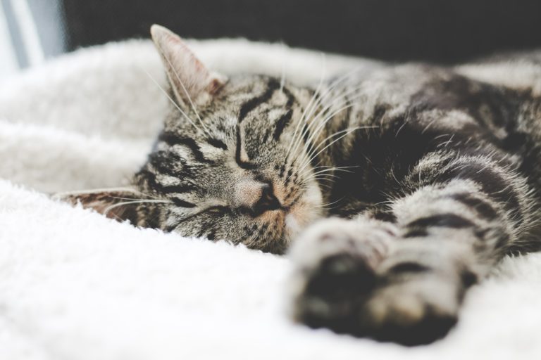 The Importance of Good Sleep for a Good Health