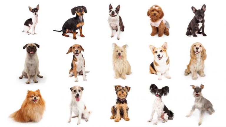 BEST SMALL SPACE DOG BREEDS