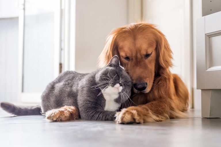 pets