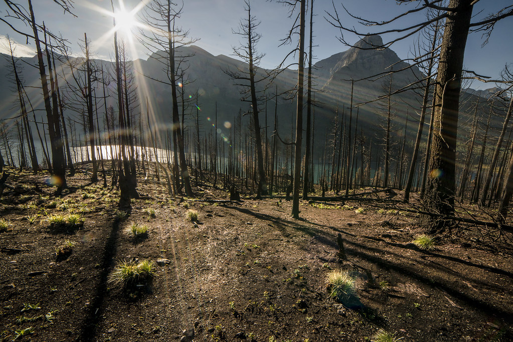 Colombia Probes Criminal Ties to Wave of Forest Fires