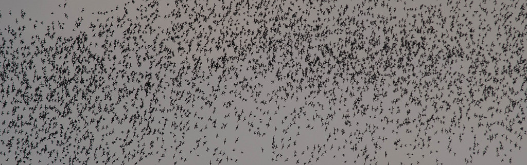 New Study Sheds Light on Bats' Murky Origins