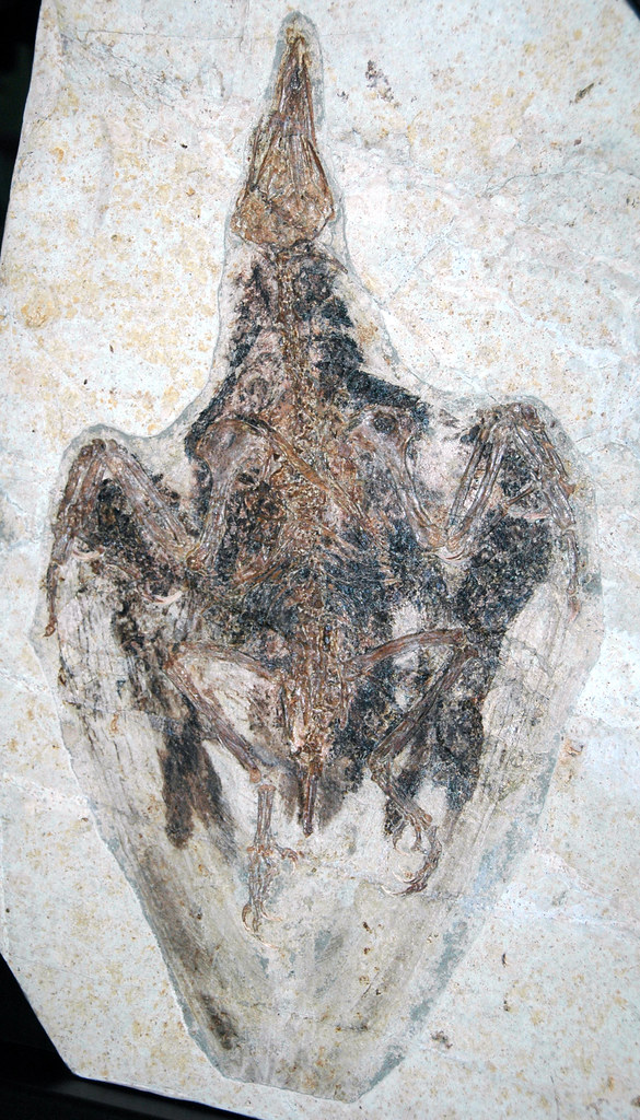 Fossil Feather in Dino Poop May Explain Bird Survival