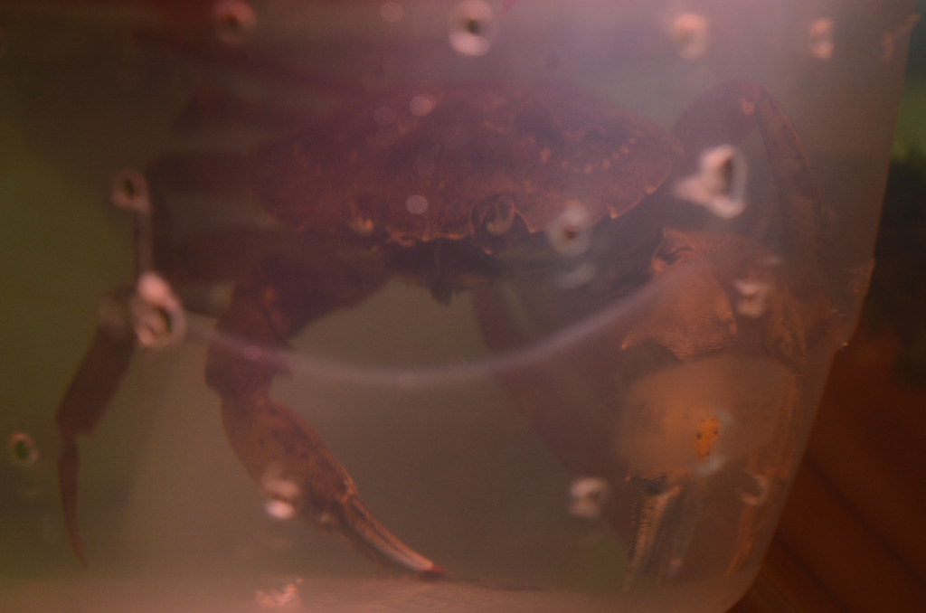 Tribes, Scientists Race to Trap Invasive Green Crabs