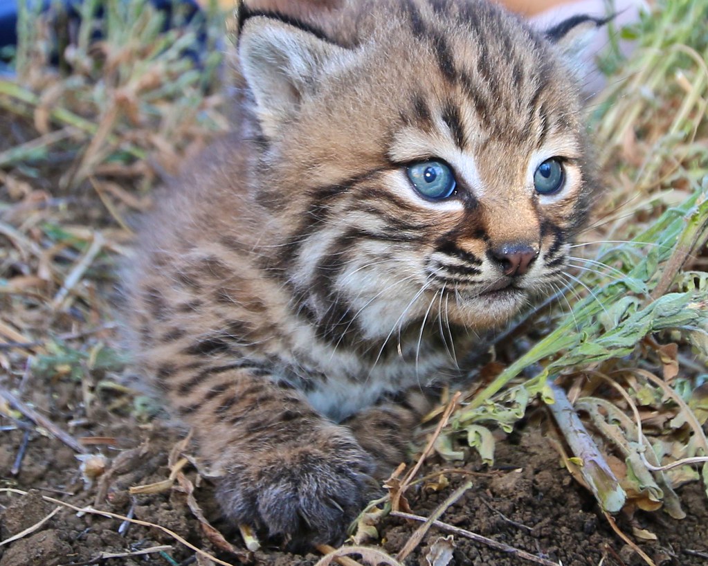 First Bobcat Born at Chapultepec Wildlife Conservation Center