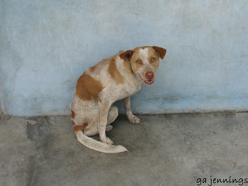 Image: iquitos, BY-ND 2.0 (via Openverse). Cousin of Peru's President Found Dead in Lima