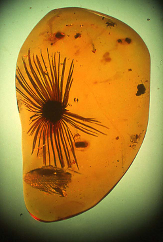Scientists Recreate the Ancient Sounds of Jurassic Forests