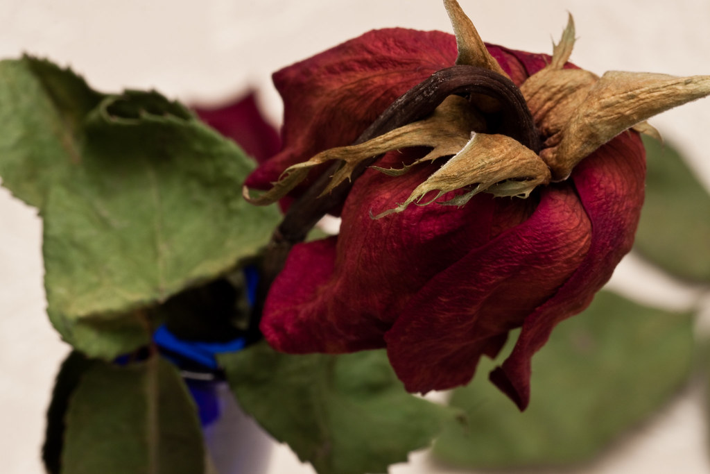Opinion: Reflecting on Flowers That Never Fade