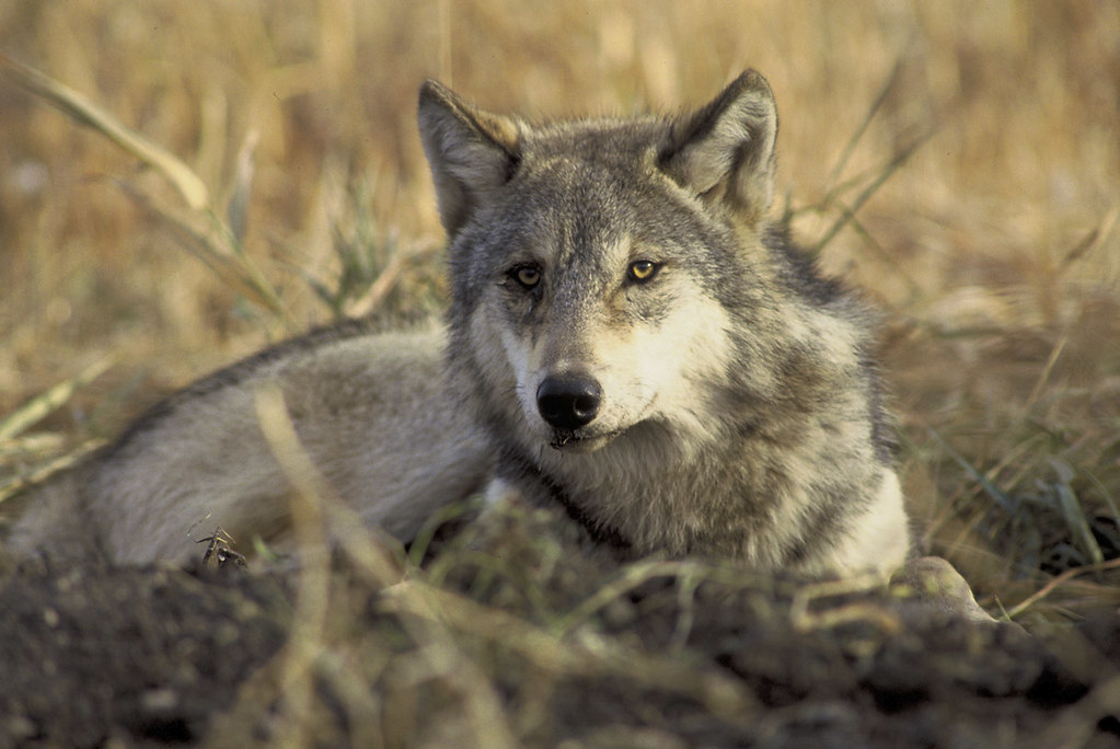 Mexico Vows to Keep Protecting Gray Wolf Despite Trump Plan