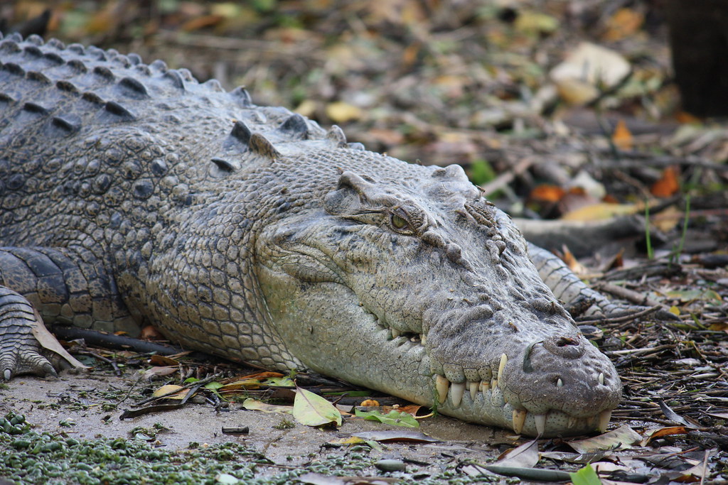 Crocodile-Infested River Approved for 2032 Olympics