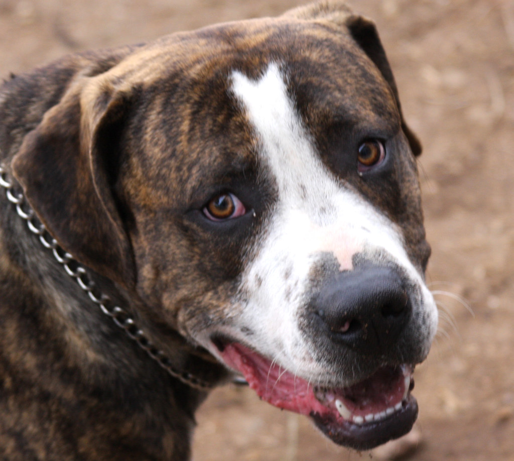Abandoned Dog Found in Bogotá With Heartbreaking Note