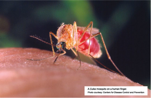 The Mystery of Where Viruses Go When Outbreaks End