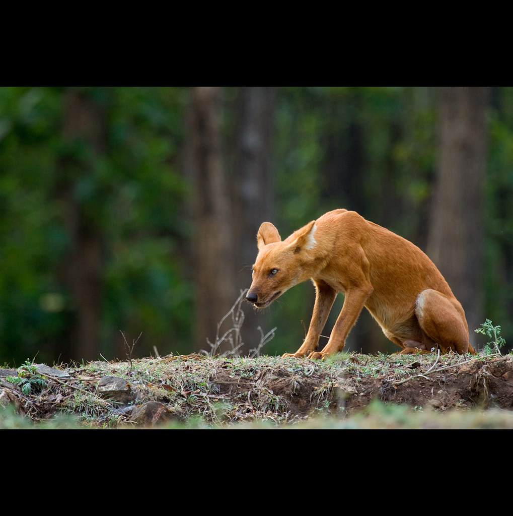 New Wild Cat Species Found in Bolivia After a Century