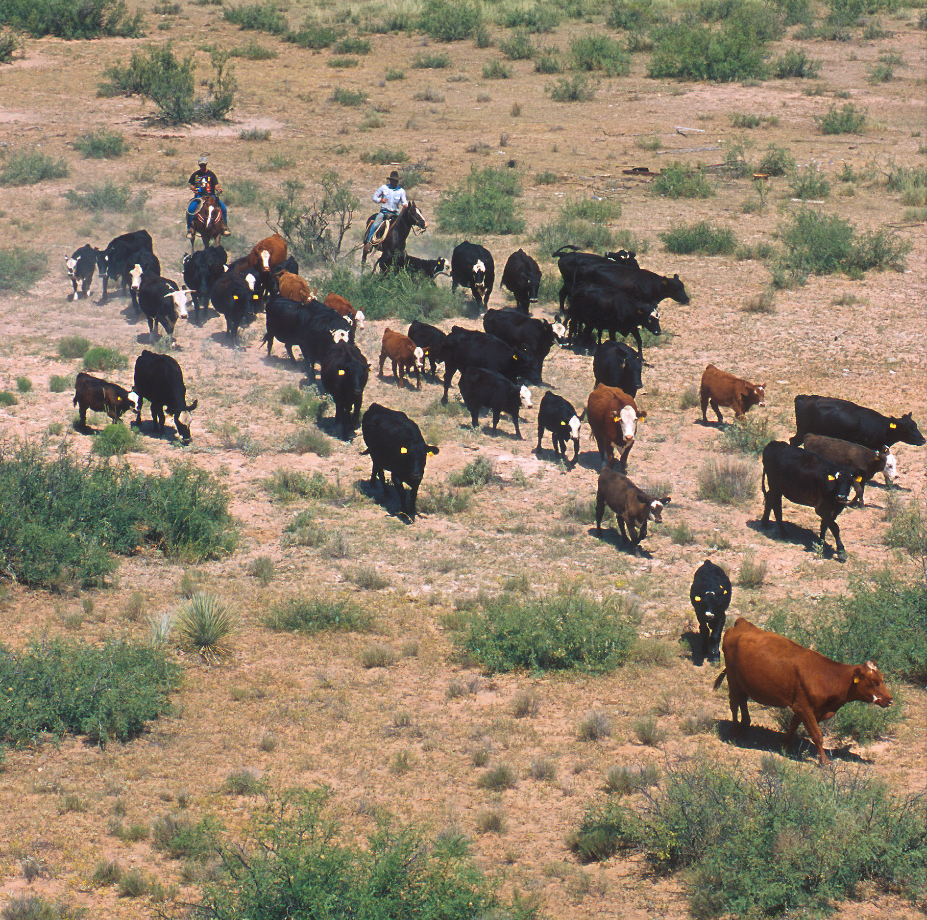 US-Mexico Border Reopens to Cattle as Screwworm Fight Continues