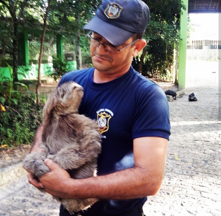 Four Sloths Rescued, Released Back Into Colombian Wild