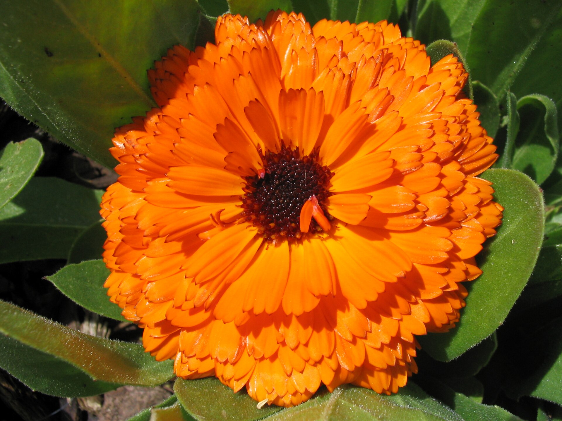 Mexican Town Supplies Marigolds for Day of the Dead