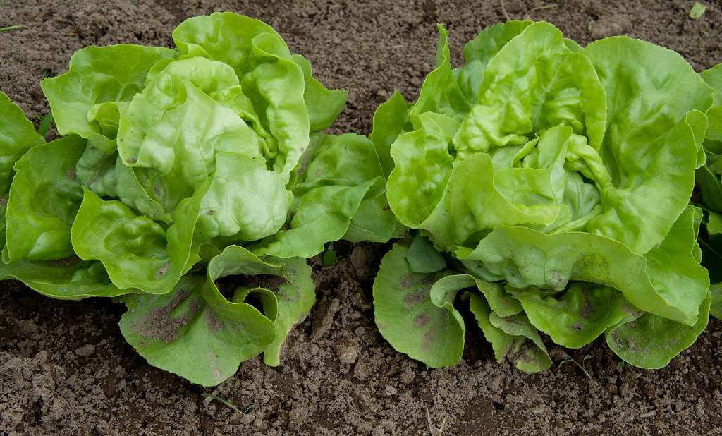 FDA Finds Cyclospora in Taylor Farms Mexico Inspection
