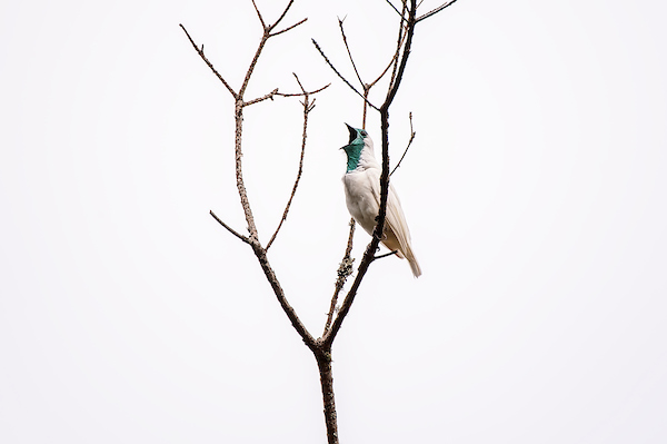Brazilian Birds Crowned Loudest Sounds in Nature