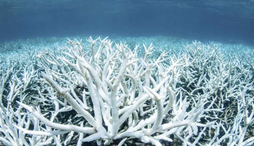 Bleached Coral Healed Fast After Touching Healthy Coral